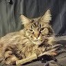 Mr. «Mr. CatDog» CatDog