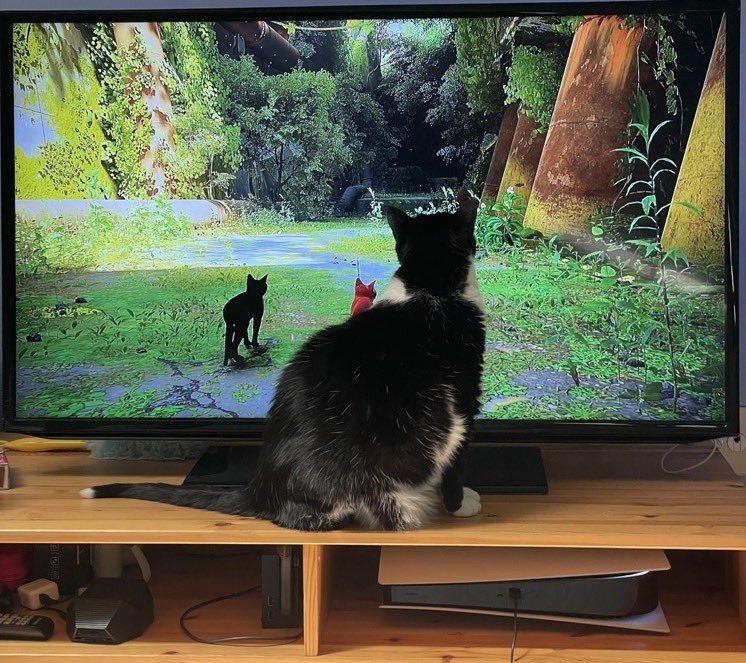 Источник фото: twitter.com/CatsWatchStray