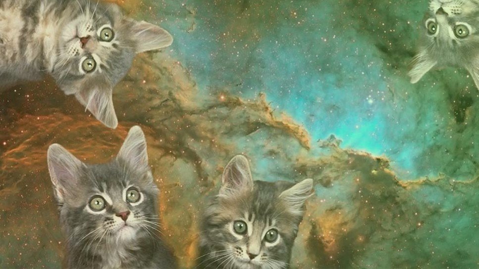 NASA получило видео с котиком из глубокого космоса  скорость передачи поражает