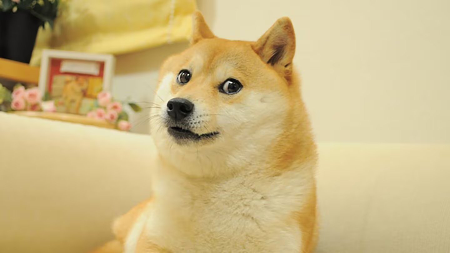 Источник: Coindesk / Мем Doge