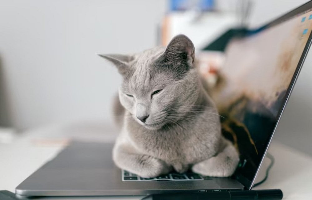 Источник: Freepik / Кот на ноутбуке