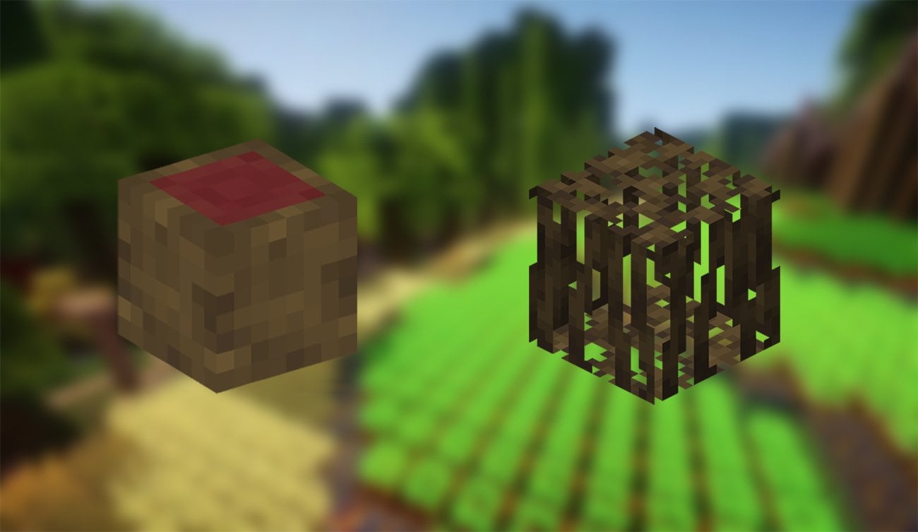 Источник: CQ.ru / Мангровая древесина и корни дерева