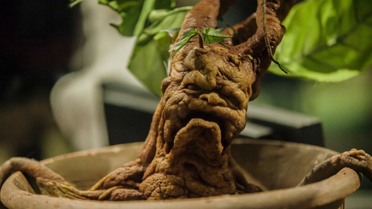 Еще одна находка в PEAK обнаружили корень Мандрагоры