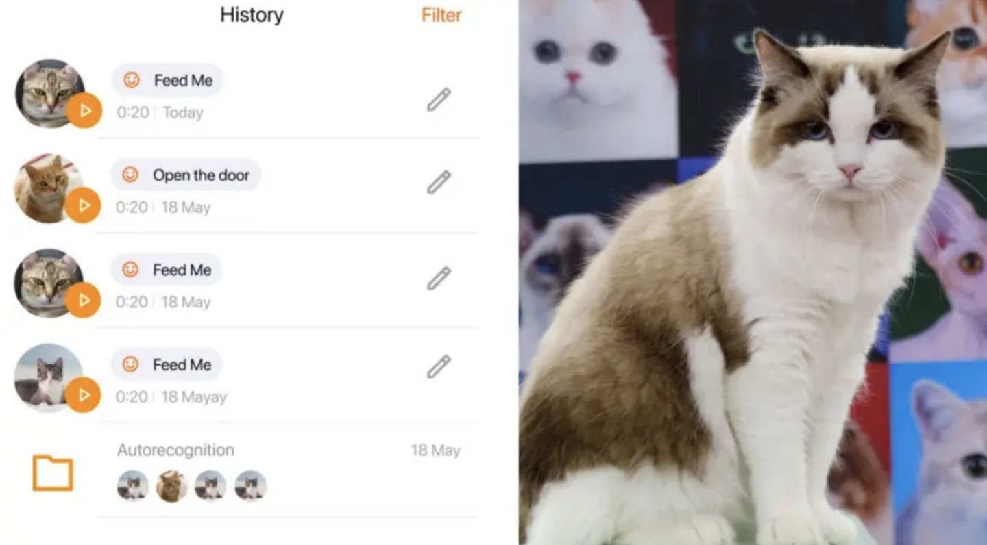 Источник: FOX10 Phoenix / MeowTalk