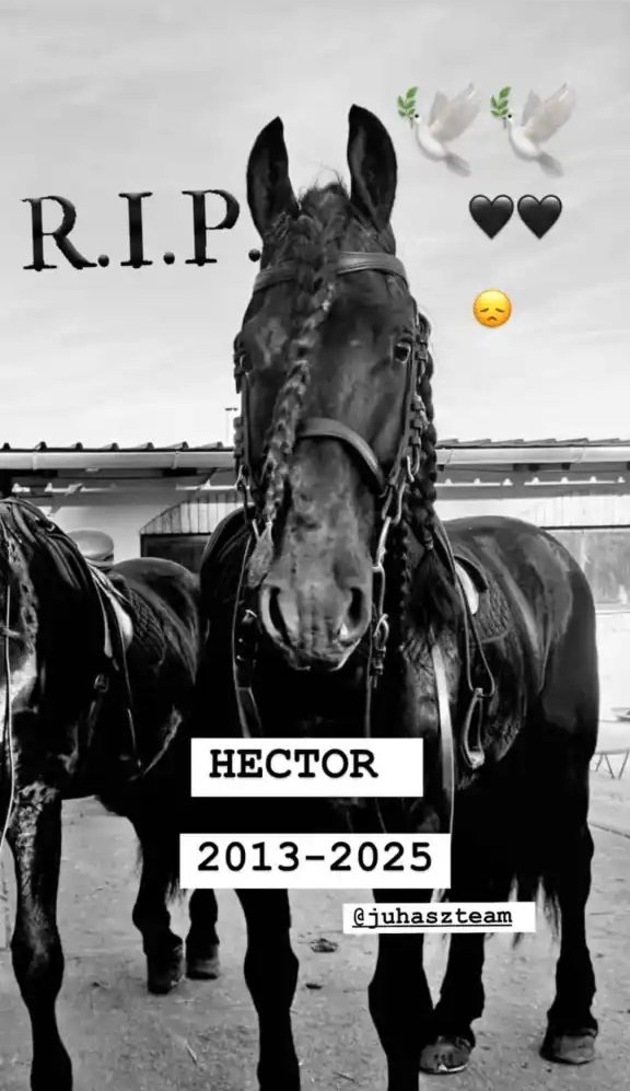 Конь Гектор