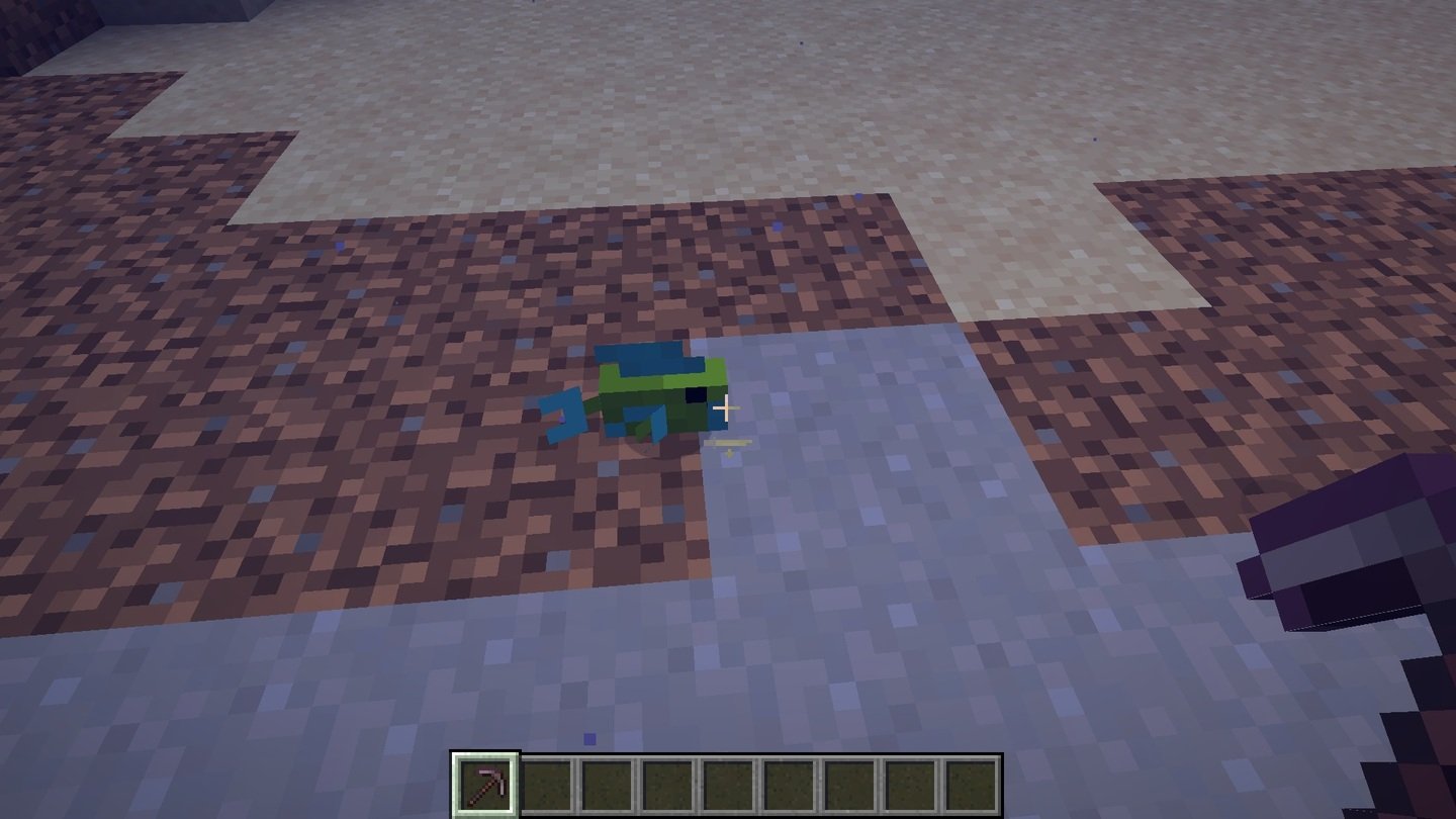 Источник: CQ.ru / Queen Angelfish