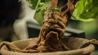 Еще одна находка в PEAK обнаружили корень Мандрагоры