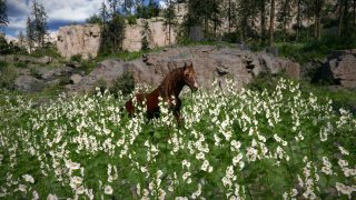 Как приручить лошадь в Crimson Desert
